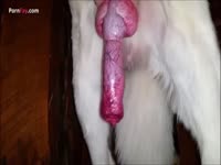 Animal porno of dog's big hard erected cock
